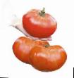 des tomates  Korol-gigant №IX F1 l'espèce Photo