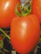 Los tomates  Korol rynka №I F1 variedad Foto