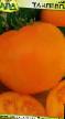 Rajčice  Tangella kultivar Foto