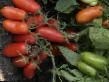 tomaatit lajit Gulliver (selekciya Myazinojj L.A.) kuva ja ominaisuudet