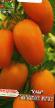 des tomates  Zolotoe runo l'espèce Photo