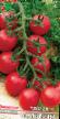 des tomates les espèces Malvina Photo et les caractéristiques
