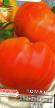 Tomatoes  Olimpijjskijj ogon  grade Photo