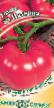 Los tomates  Pyatnica F1 variedad Foto