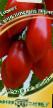 Los tomates  Sicilijjskijj perchik variedad Foto