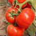Los tomates variedades Yaffa F1 Foto y características