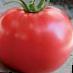 Tomatoes varieties Bokele F1 Photo and characteristics