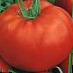 Los tomates variedades Simona F1 Foto y características
