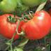 tomaatit lajit Longf F1 kuva ja ominaisuudet