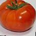 Los tomates variedades Shelf F1 Foto y características