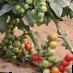 des tomates les espèces Cherri Maksik F1 Photo et les caractéristiques