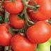 Los tomates  Uragan F1 variedad Foto