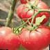 Tomatoes  Roze 198 F1 grade Photo