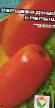 Tomater sorter Krepysh Fil och egenskaper