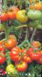 Los tomates  Desertnyjj rozovyjj variedad Foto