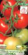 Tomaten Sorten Rumba Foto und Merkmale
