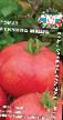 Tomatoes varieties Kukla Masha F1 Photo and characteristics