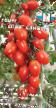 Los tomates variedades Sprut slivka F1 Foto y características