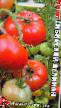 Los tomates  Sibirskijj Velikan variedad Foto
