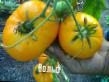 Los tomates  Volf variedad Foto