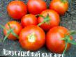 Los tomates  Priusadebnyjj krasavec variedad Foto