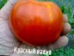 Los tomates  Krasnyjj naliv variedad Foto