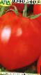 Los tomates  Donna Anna F1 variedad Foto