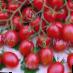 I pomodori  Cherri Rio F1 la cultivar foto