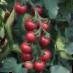 I pomodori le sorte Cherri Roza F1 foto e caratteristiche