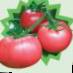 I pomodori le sorte Pinki F1 foto e caratteristiche
