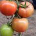 Los tomates  Malvaziya F1 variedad Foto