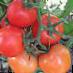 tomaatit lajit Anyuta F1 kuva ja ominaisuudet