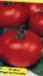 Los tomates  Solyaris variedad Foto