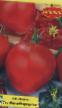 Los tomates  Yukhas variedad Foto