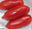 des tomates  Alye svechi l'espèce Photo