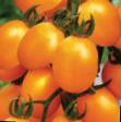 Los tomates variedades Divnyjj F1 Foto y características