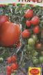 Los tomates variedades Orfejj F1 Foto y características