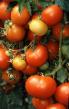 Los tomates  Varenka variedad Foto