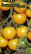 Los tomates variedades Zolotojj Orekh Foto y características