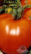 Los tomates  Ispolin variedad Foto