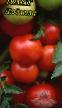 des tomates  Lyudmila l'espèce Photo