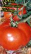 Los tomates  Slavyanskijj Shedevr variedad Foto