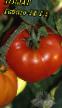 Los tomates  Tabago-M F1 variedad Foto