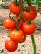 Los tomates  Bizarr F1 variedad Foto