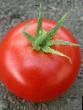 Los tomates variedades Khilario F1 Foto y características