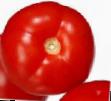 Los tomates  General F1 variedad Foto