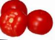Los tomates variedades Sativo F1 Foto y características