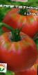 Tomatoes varieties Appetitnyjj Photo and characteristics
