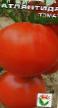 Los tomates variedades Atlantida Foto y características