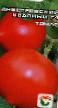 Los tomates  Dnestrovskijj krasnyjj F1  variedad Foto